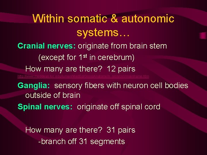 Within somatic & autonomic systems… Cranial nerves: originate from brain stem (except for 1
