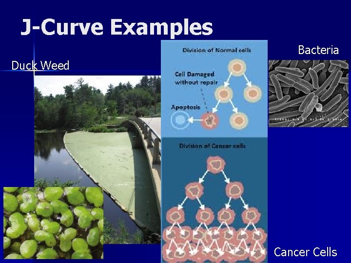J-Curve Examples Bacteria Duck Weed Cancer Cells 