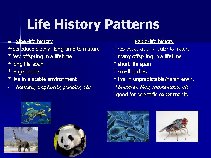 Life History Patterns Slow-life history *reproduce slowly; long time to mature * few offspring