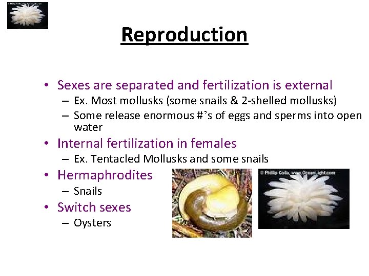 Reproduction • Sexes are separated and fertilization is external – Ex. Most mollusks (some