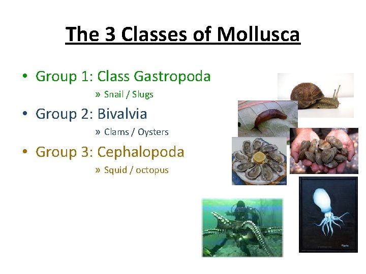 The 3 Classes of Mollusca • Group 1: Class Gastropoda » Snail / Slugs
