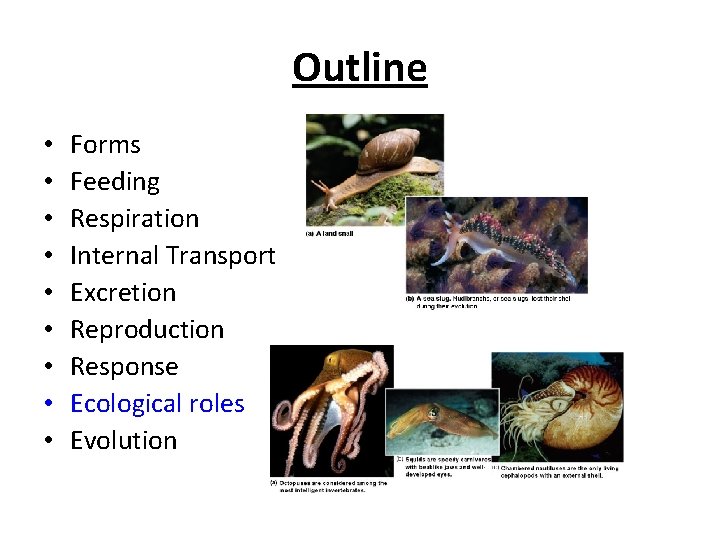 Outline • • • Forms Feeding Respiration Internal Transport Excretion Reproduction Response Ecological roles