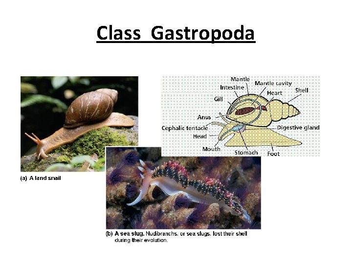 Class Gastropoda 