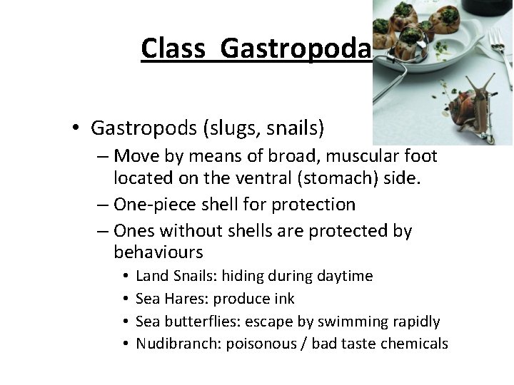 Class Gastropoda • Gastropods (slugs, snails) – Move by means of broad, muscular foot