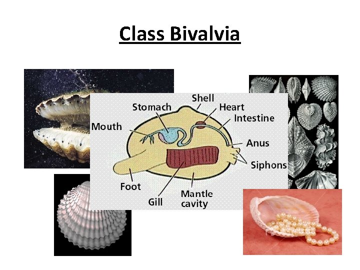 Class Bivalvia 