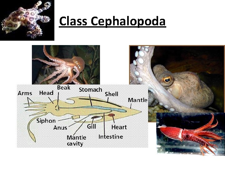 Class Cephalopoda 