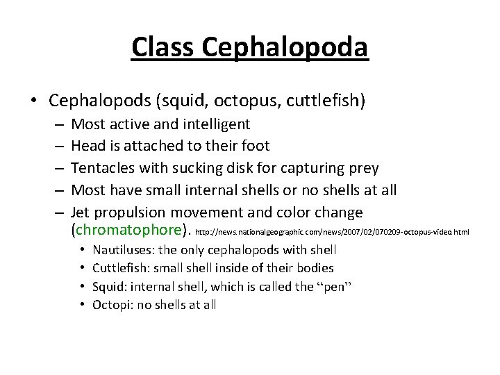 Class Cephalopoda • Cephalopods (squid, octopus, cuttlefish) – – – Most active and intelligent