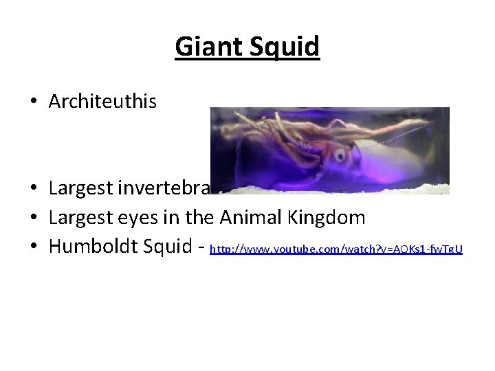 Giant Squid • Architeuthis • Largest invertebrates • Largest eyes in the Animal Kingdom