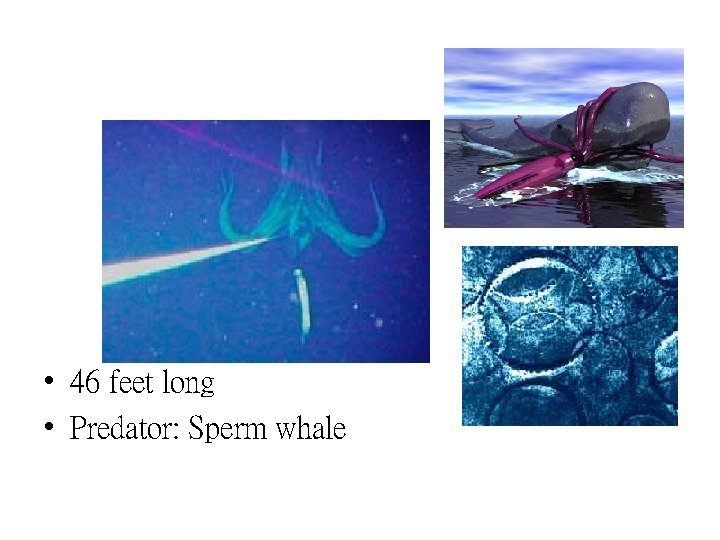  • 46 feet long • Predator: Sperm whale 