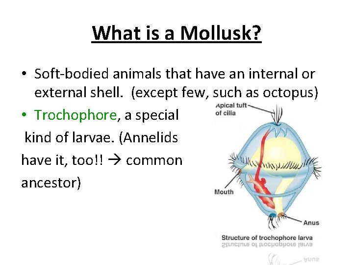 What is a Mollusk? • Soft-bodied animals that have an internal or external shell.