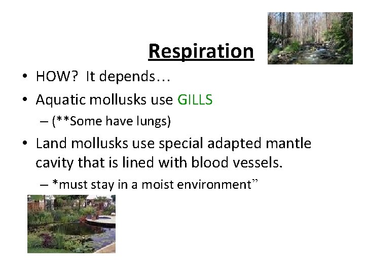 Respiration • HOW? It depends… • Aquatic mollusks use GILLS – (**Some have lungs)