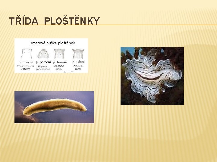 TŘÍDA PLOŠTĚNKY 