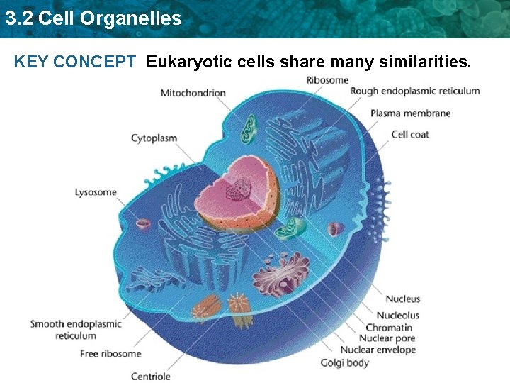 3. 2 Cell Organelles KEY CONCEPT Eukaryotic cells share many similarities. 