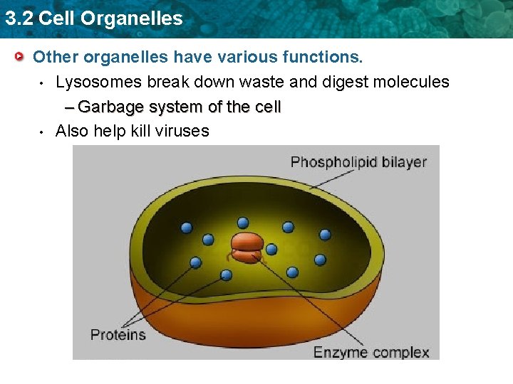 3. 2 Cell Organelles Other organelles have various functions. • Lysosomes break down waste