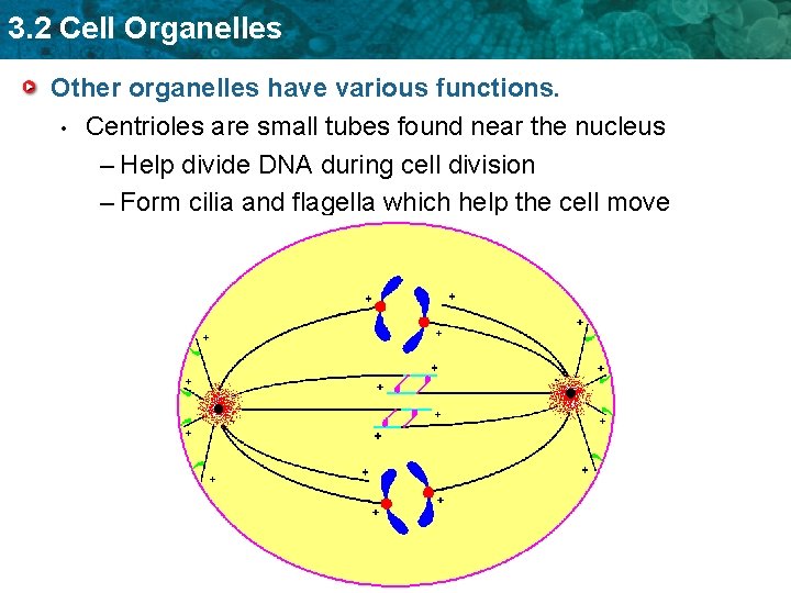 3. 2 Cell Organelles Other organelles have various functions. • Centrioles are small tubes
