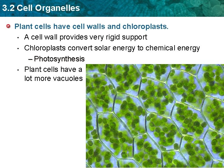 3. 2 Cell Organelles Plant cells have cell walls and chloroplasts. • A cell