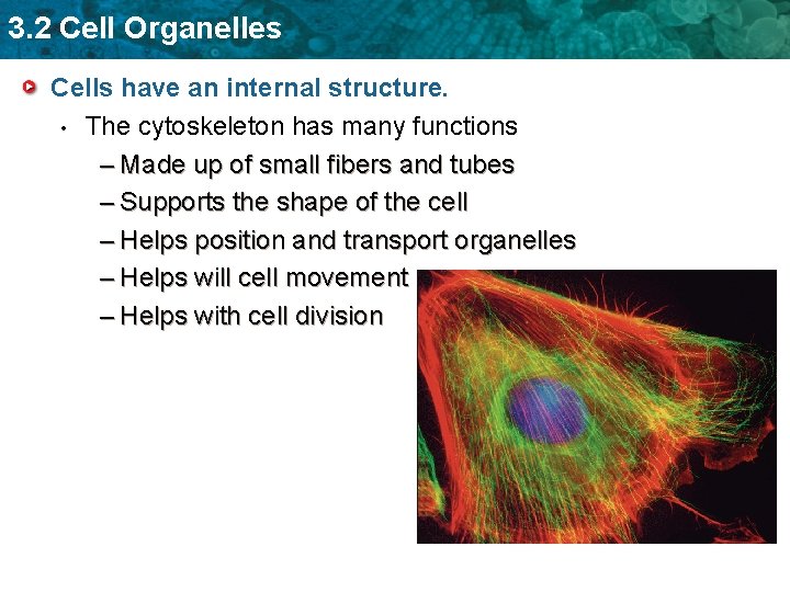 3. 2 Cell Organelles Cells have an internal structure. • The cytoskeleton has many