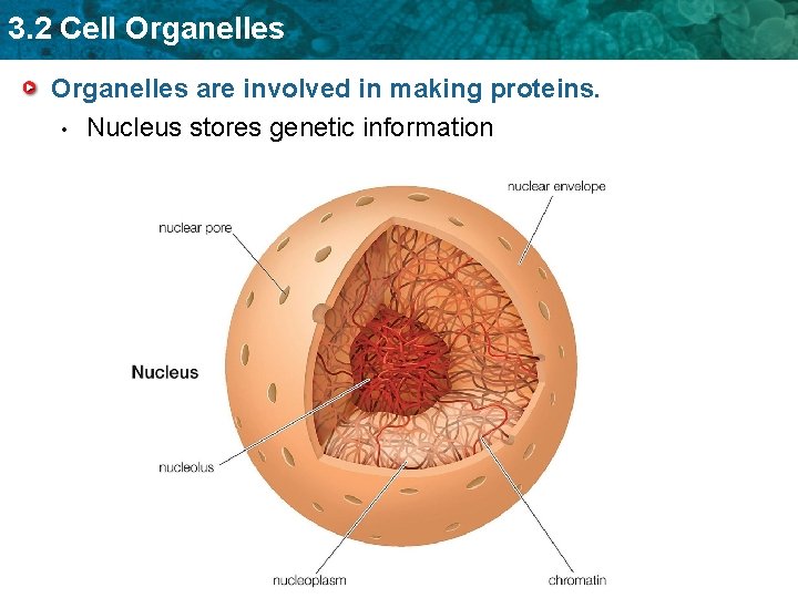 3. 2 Cell Organelles are involved in making proteins. • Nucleus stores genetic information