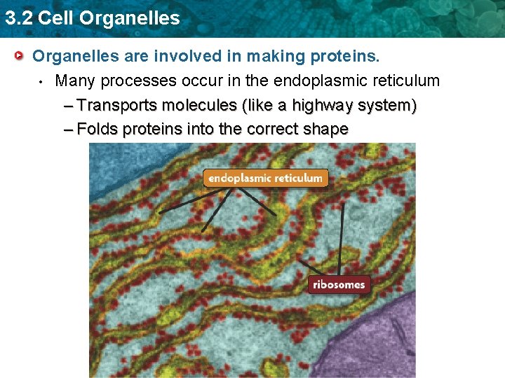 3. 2 Cell Organelles are involved in making proteins. • Many processes occur in