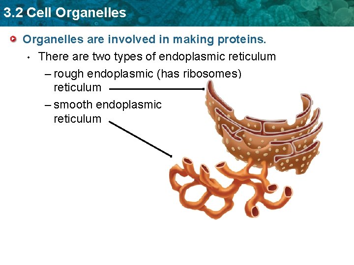 3. 2 Cell Organelles are involved in making proteins. • There are two types