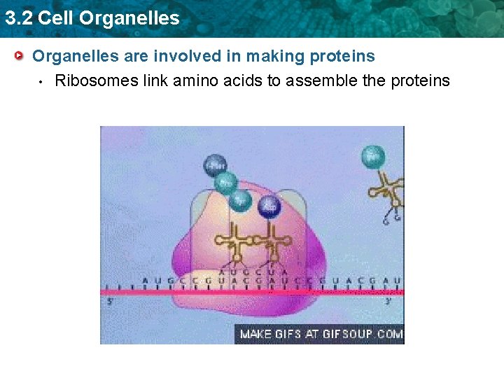 3. 2 Cell Organelles are involved in making proteins • Ribosomes link amino acids