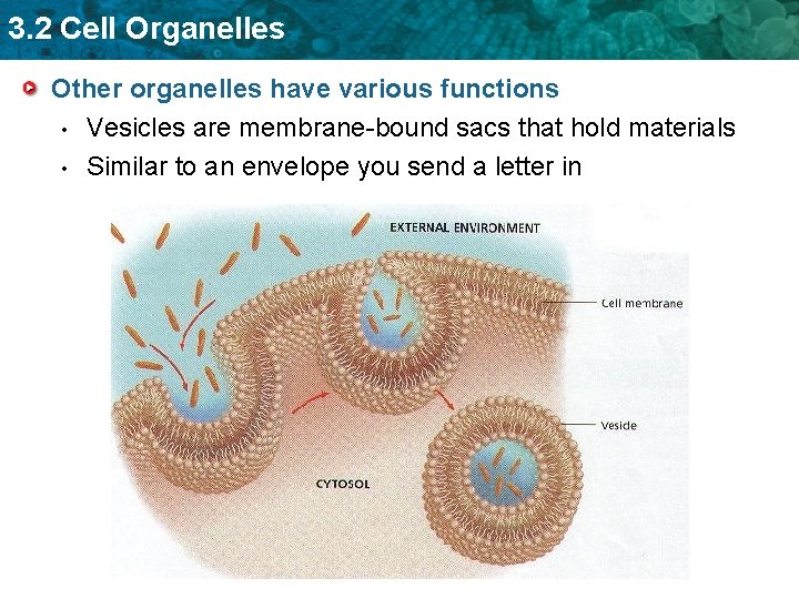 3. 2 Cell Organelles Other organelles have various functions • Vesicles are membrane-bound sacs