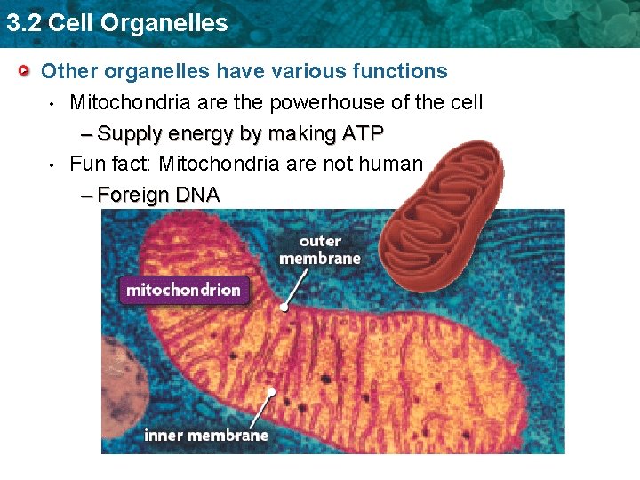 3. 2 Cell Organelles Other organelles have various functions • Mitochondria are the powerhouse