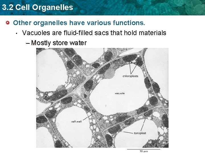 3. 2 Cell Organelles Other organelles have various functions. • Vacuoles are fluid-filled sacs