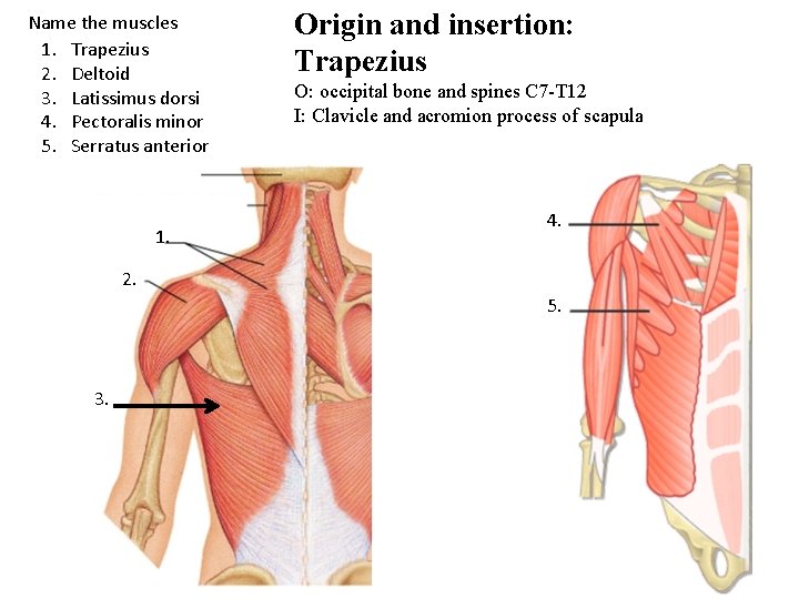 Muscle Review What Do You Know Smooth Cardiac muscle-review-what-do-you-know-smooth-cardiac