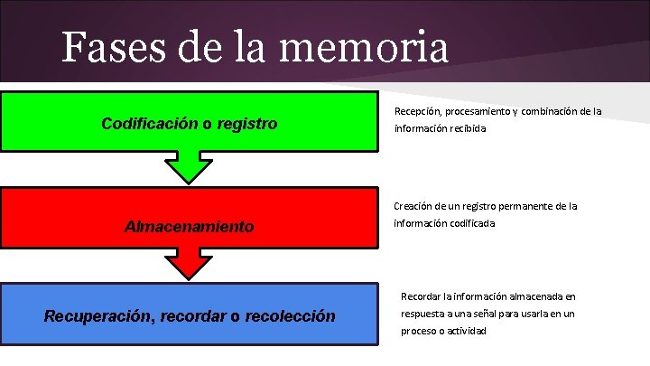 Fases de la memoria Codificación o registro Recepción, procesamiento y combinación de la información