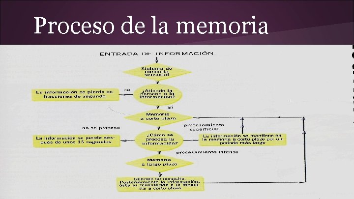 Proceso de la memoria 