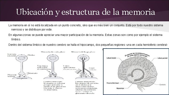 Ubicación y estructura de la memoria La memoria en sí no está localizada en