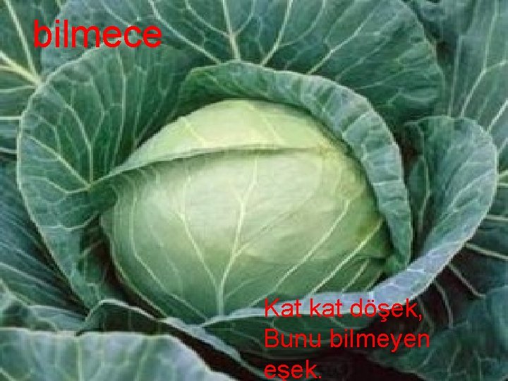 bilmece Kat kat döşek, Bunu bilmeyen eşek. 