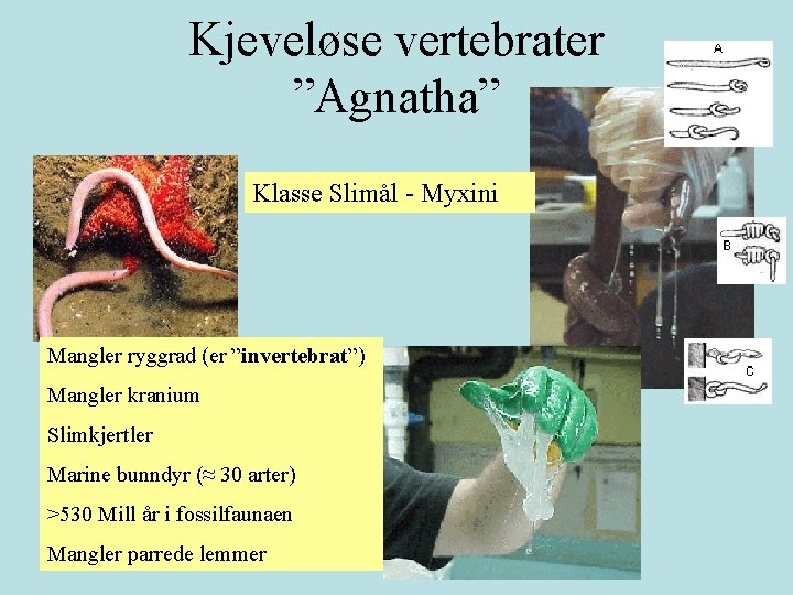 Kjeveløse vertebrater ”Agnatha” Klasse Slimål - Myxini Mangler ryggrad (er ”invertebrat”) Mangler kranium Slimkjertler