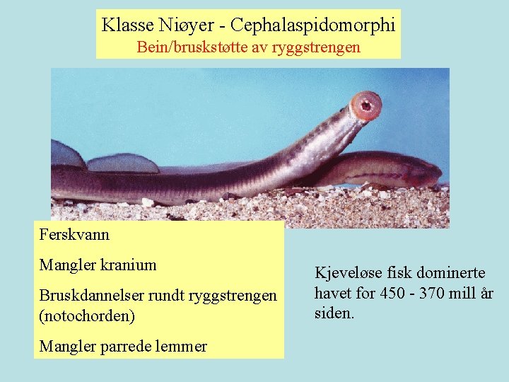 Klasse Niøyer - Cephalaspidomorphi Bein/bruskstøtte av ryggstrengen Ferskvann Mangler kranium Bruskdannelser rundt ryggstrengen (notochorden)