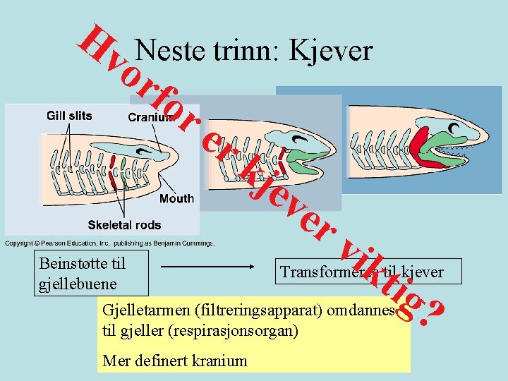 Hv Neste trinn: Kjever or fo re rk je v er vik t Beinstøtte