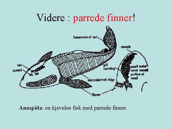 Videre : parrede finner! Anaspida: en kjeveløs fisk med parrede finner. 