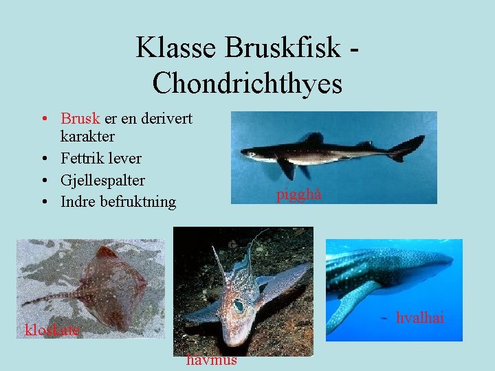 Klasse Bruskfisk Chondrichthyes • Brusk er en derivert karakter • Fettrik lever • Gjellespalter