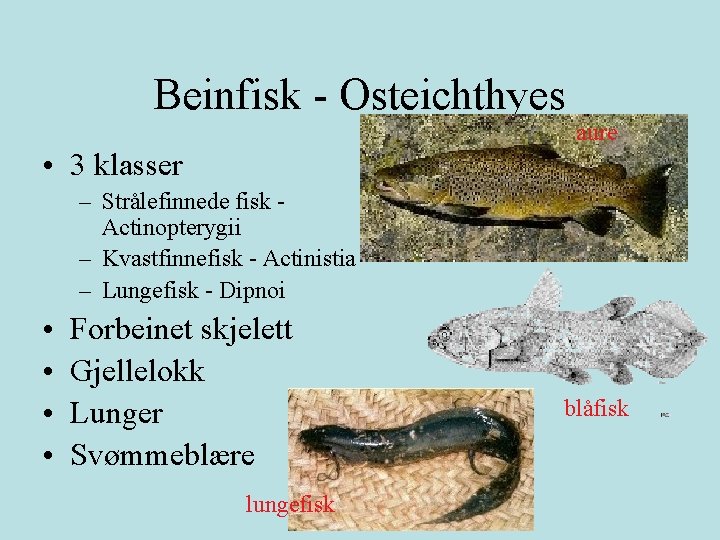 Beinfisk - Osteichthyes aure • 3 klasser – Strålefinnede fisk Actinopterygii – Kvastfinnefisk -