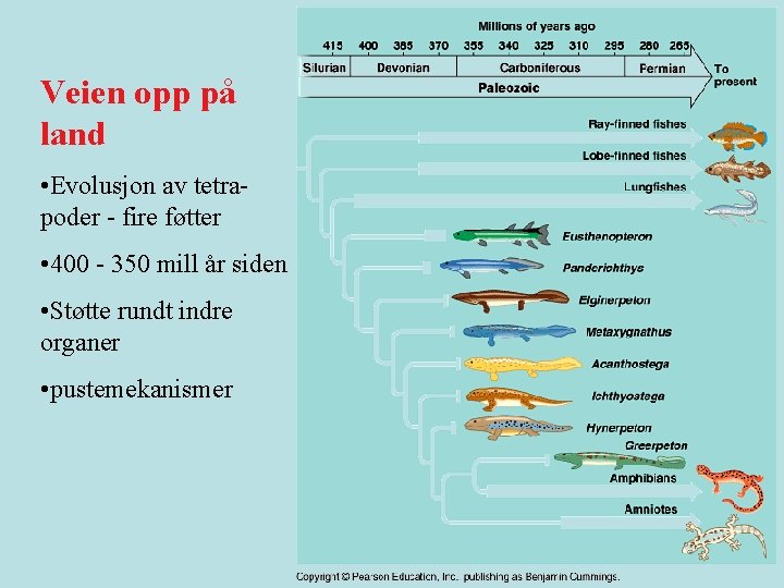 Veien opp på land • Evolusjon av tetrapoder - fire føtter • 400 -