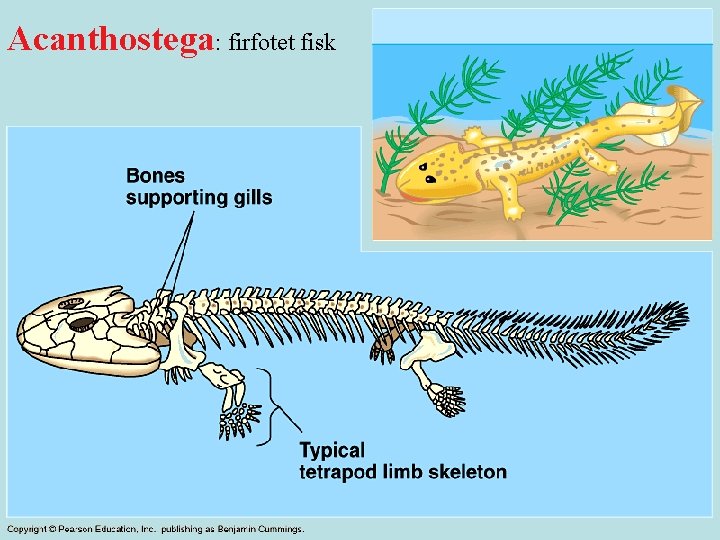 Acanthostega: firfotet fisk 