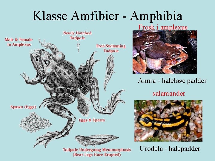 Klasse Amfibier - Amphibia Frosk i amplexus Anura - haleløse padder salamander Urodela -