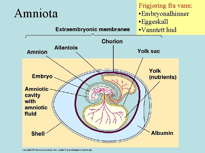 Amniota Frigjøring fra vann: • Embryonalhinner • Eggeskall • Vanntett hud 