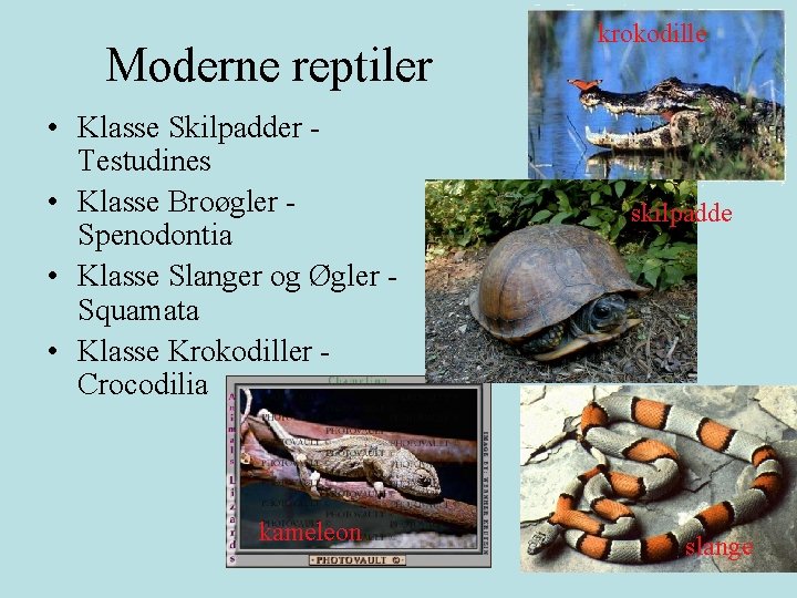 Moderne reptiler • Klasse Skilpadder Testudines • Klasse Broøgler Spenodontia • Klasse Slanger og