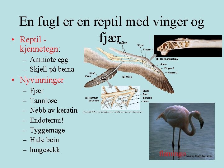  • En fugl er en reptil med vinger og fjær. Reptil kjennetegn: –