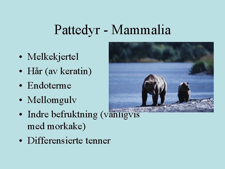 Pattedyr - Mammalia • • • Melkekjertel Hår (av keratin) Endoterme Mellomgulv Indre befruktning