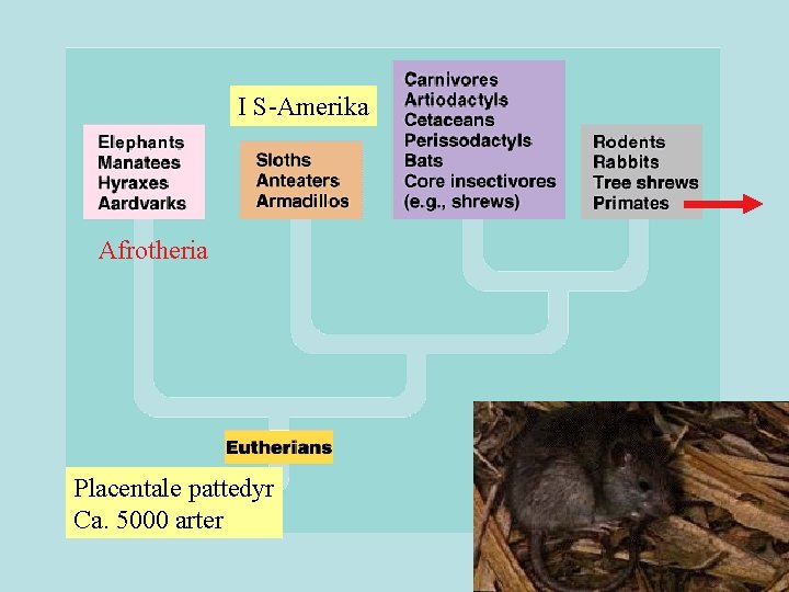 I S-Amerika Afrotheria Placentale pattedyr Ca. 5000 arter 