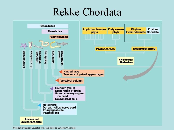 Rekke Chordata 