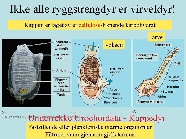 Ikke alle ryggstrengdyr er virveldyr! Kappen er laget av et cellulose-liknende karbohydrat larve voksen