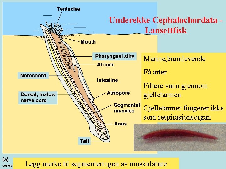 Underekke Cephalochordata Lansettfisk Marine, bunnlevende Få arter Filtere vann gjennom gjelletarmen Gjelletarmer fungerer ikke